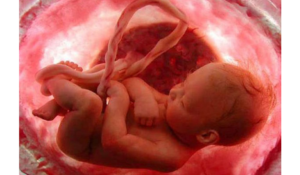 Uterusun doğum hazırlığı